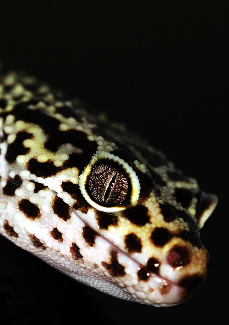 Fotografie von chris_ für DesignCrowd (Community Contests) | Design #9087102