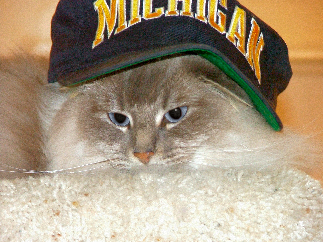 Photographie par Pazaahhh pour DesignCrowd (Community Contests) | Design #9083619