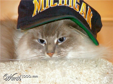 Photography by Pazaahhh