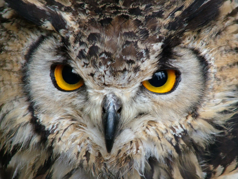 Fotografie von cycoze für DesignCrowd (Community Contests) | Design #9087333