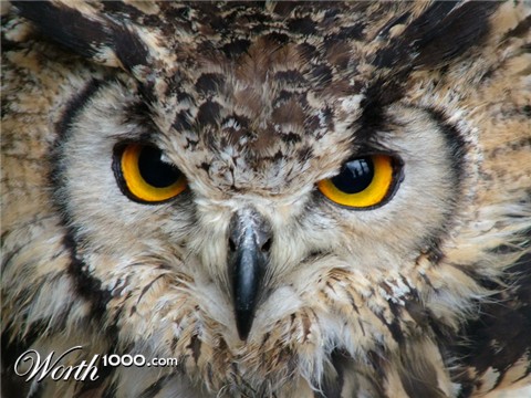 Photography by cycoze