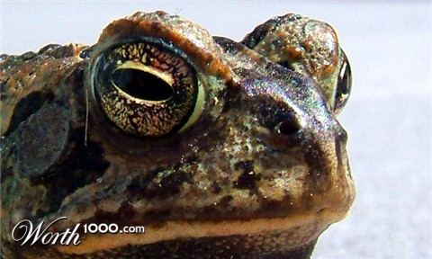 Photography by copr369