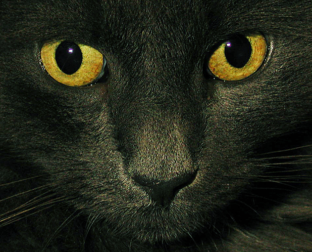 Photographie par Anabole pour DesignCrowd (Community Contests) | Design #9087326