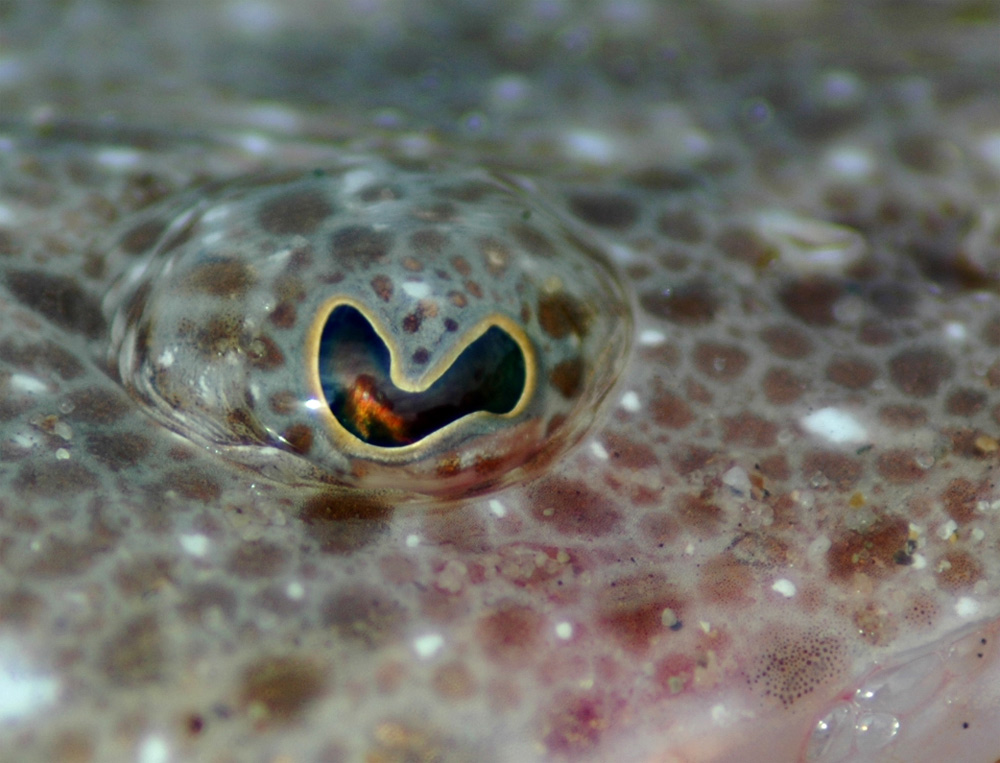 Photography by ozplasmic for DesignCrowd (Community Contests) | Design #9087380