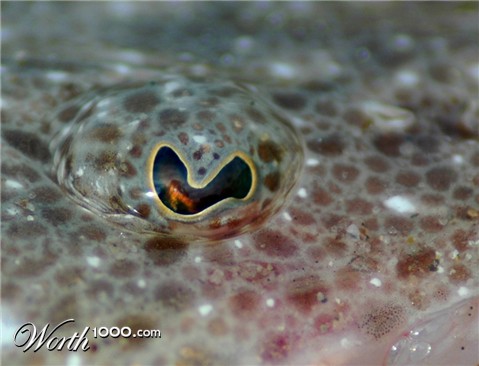 Photography by ozplasmic