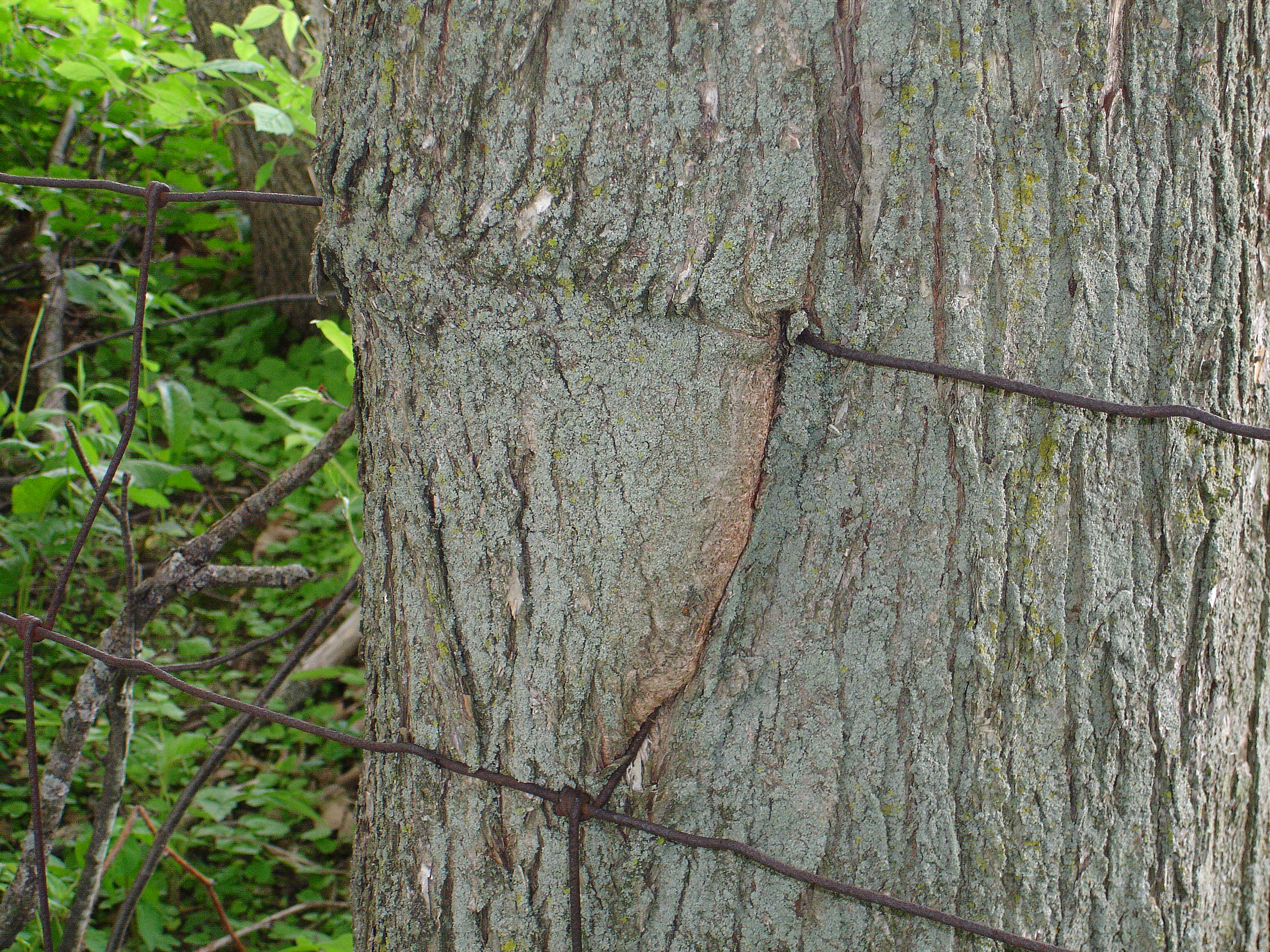 Photography by paranoidelusion for DesignCrowd (Community Contests) | Design #9067860