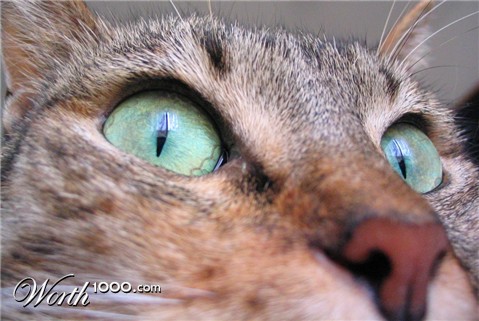 Photography by Piccinini