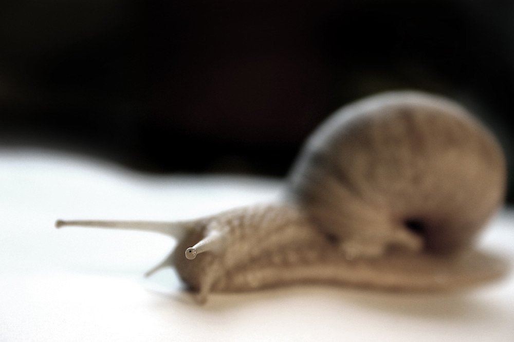 Photography by majd for DesignCrowd (Community Contests) | Design #9087290