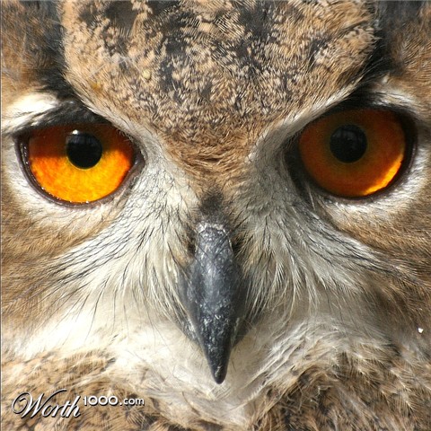 Photography by Riot