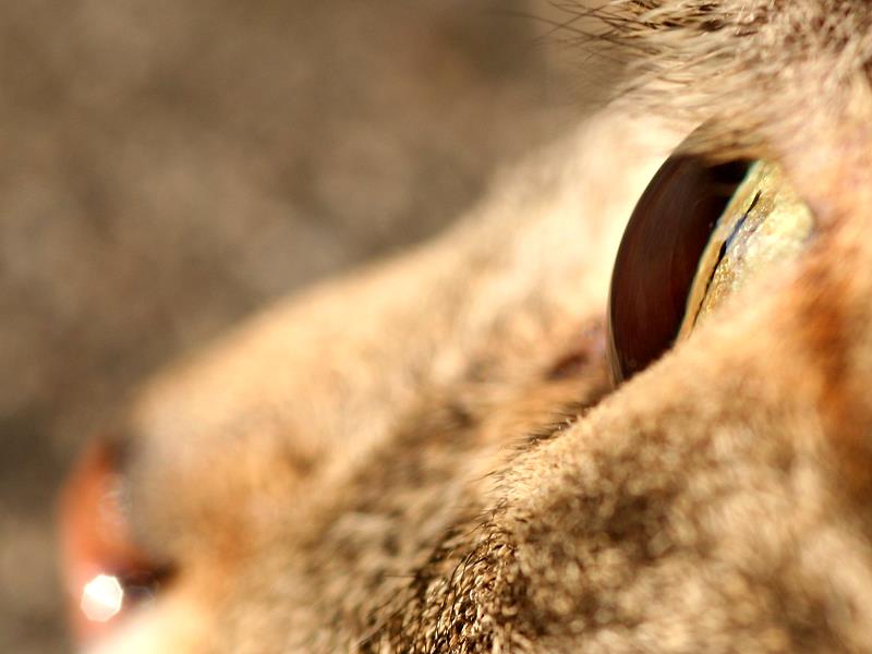 Fotografía por TyChO para DesignCrowd (Community Contests) | Diseño #9087254