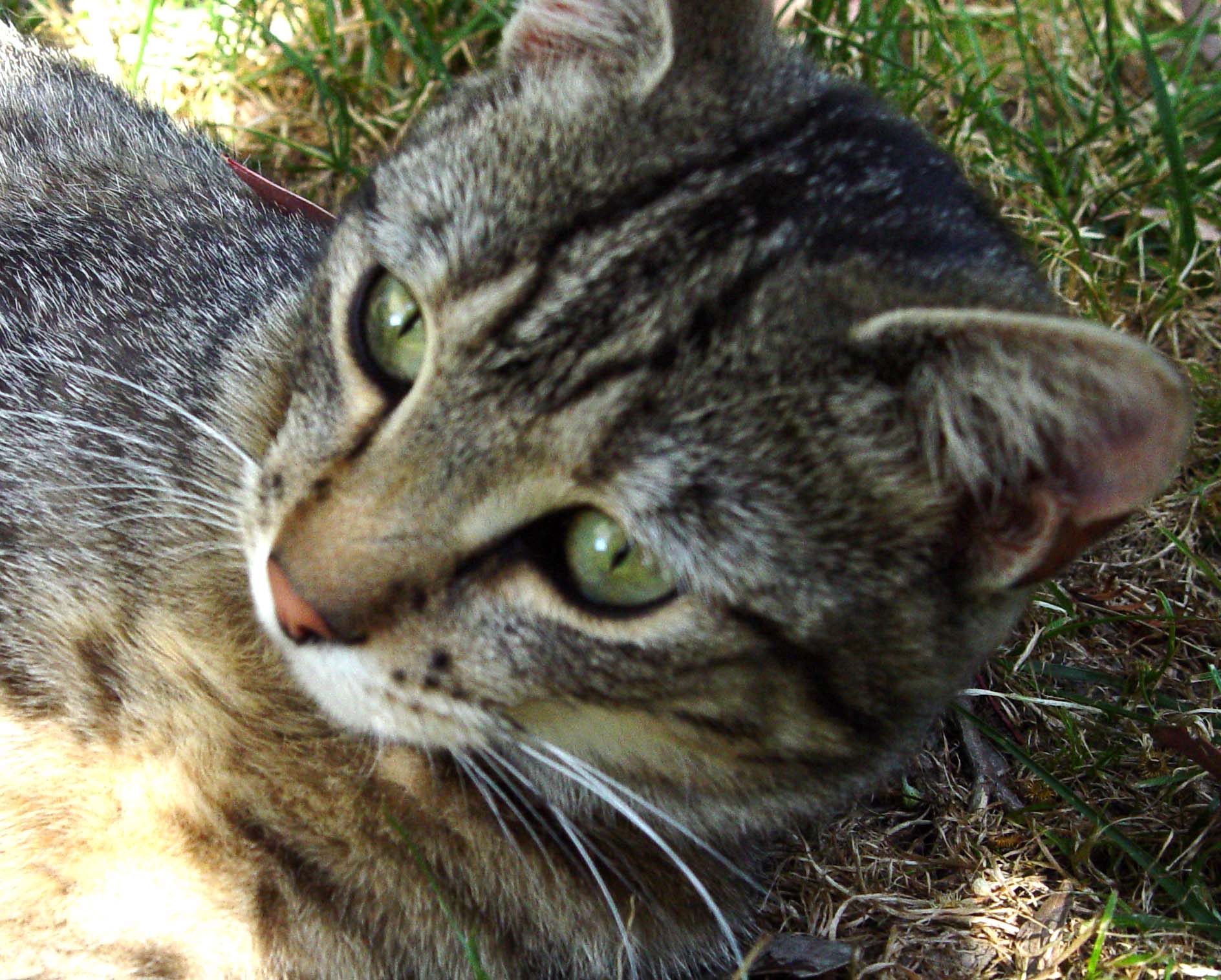 Photography by TtownGirl for DesignCrowd (Community Contests) | Design #9087344