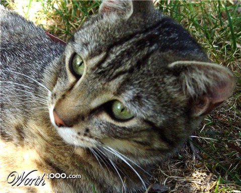 Photography by TtownGirl