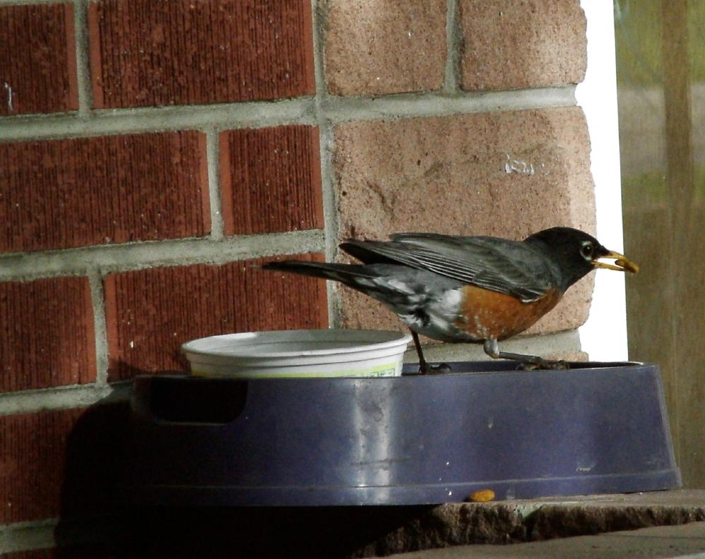 Fotografie von mmc9496 für DesignCrowd (Community Contests) | Design #9083642