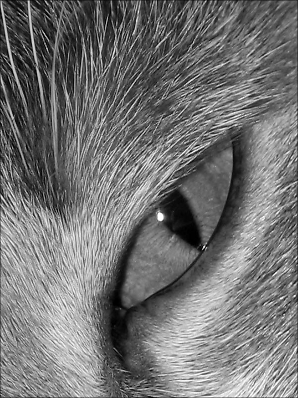 Photography by BabyGRL for DesignCrowd (Community Contests) | Design #9087338