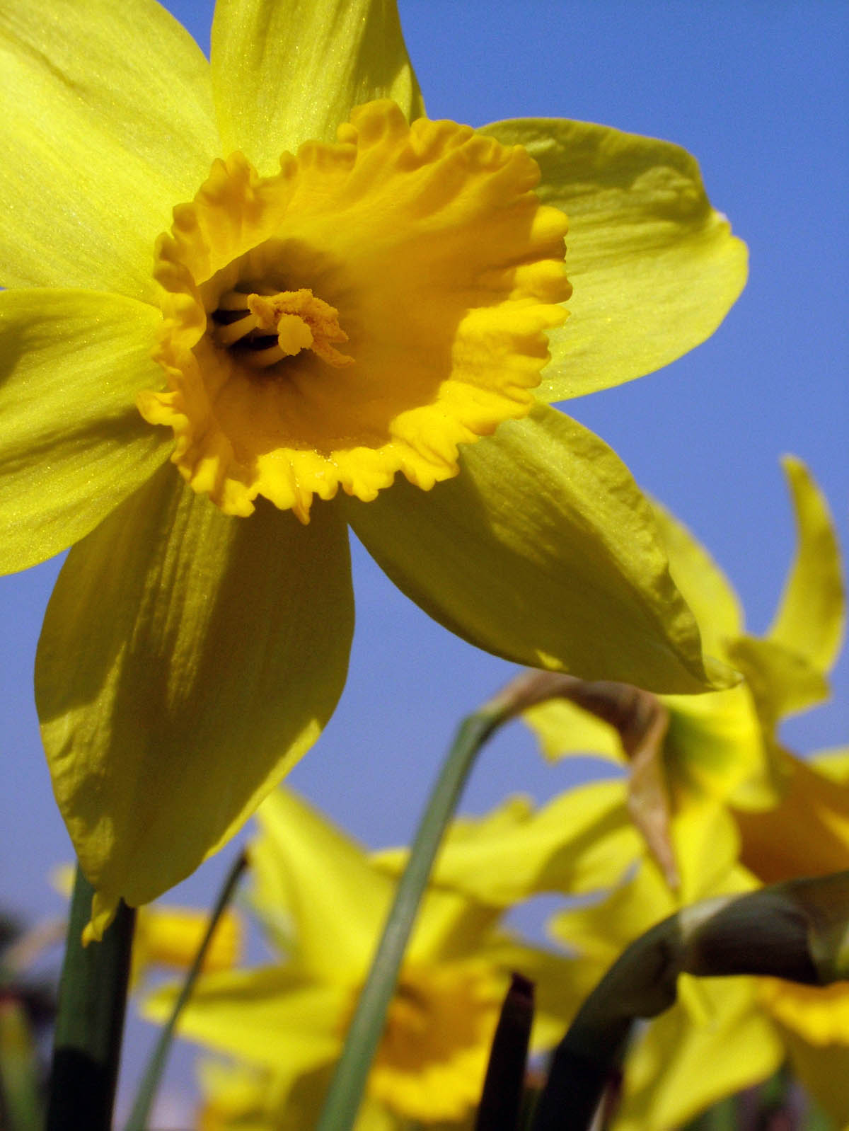 Photography by Craigr1978 for DesignCrowd (Community Contests) | Design #9082650