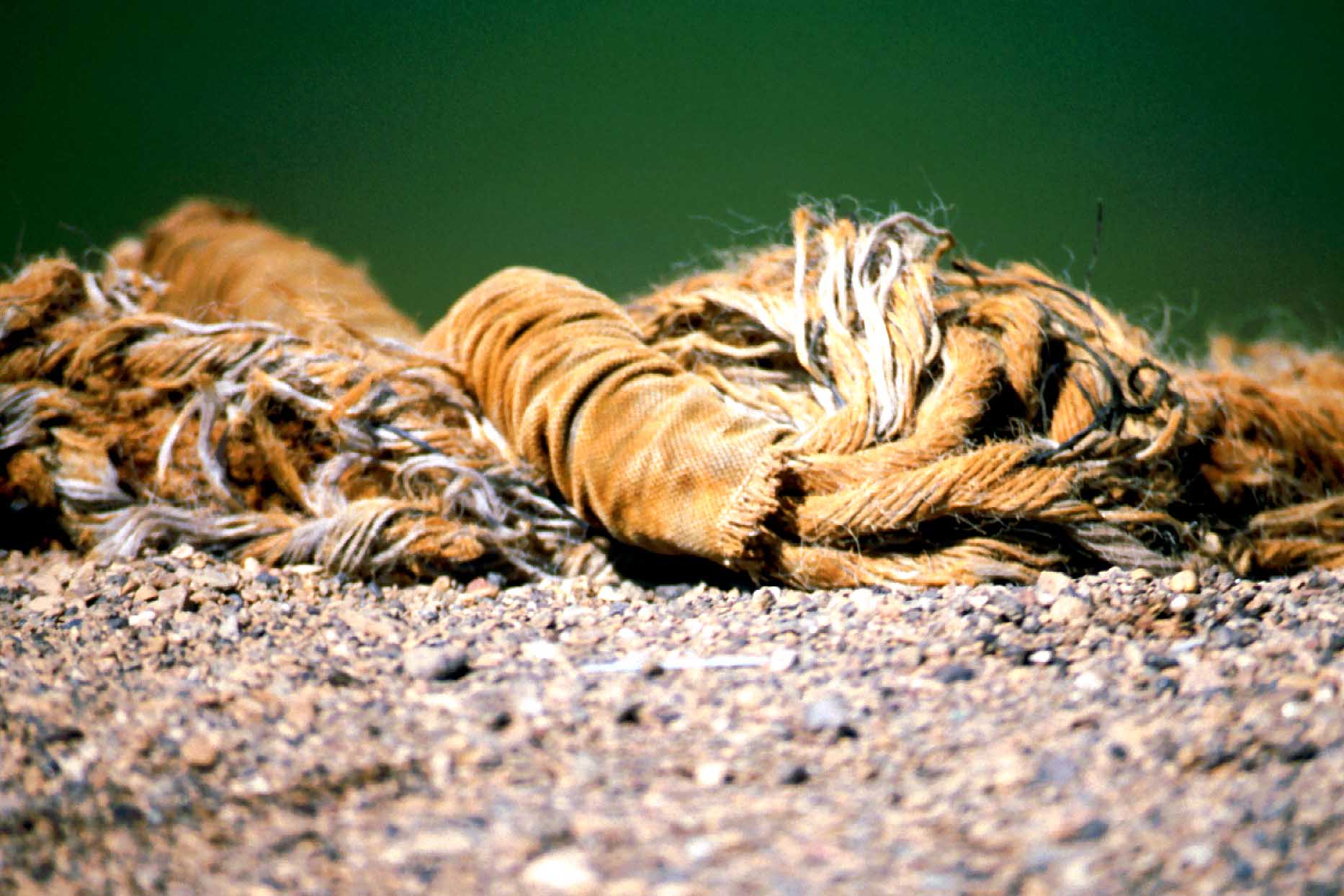 Fotografía por Bastet para DesignCrowd (Community Contests) | Diseño #9083464