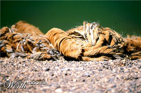 Photography by Bastet