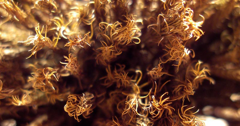 Photography by meerkat2 for DesignCrowd (Community Contests) | Design #9083458