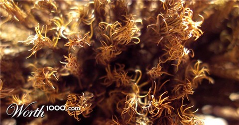 Photography by meerkat2