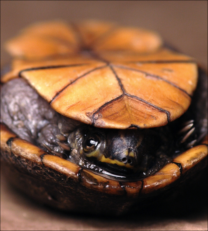 Fotografía por koalachimbo para DesignCrowd (Community Contests) | Diseño #9085200