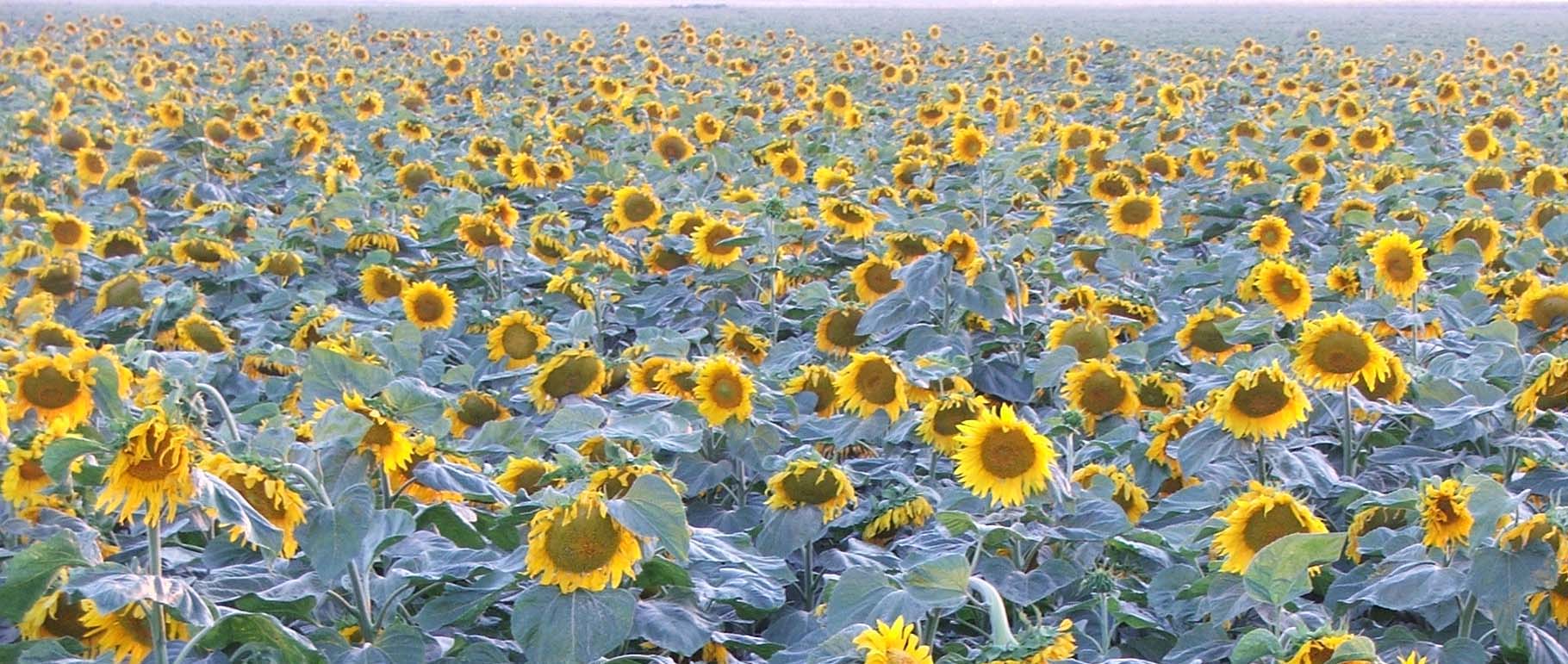 Photographie par GreyElf pour DesignCrowd (Community Contests) | Design #9082788