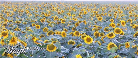 Photography by GreyElf