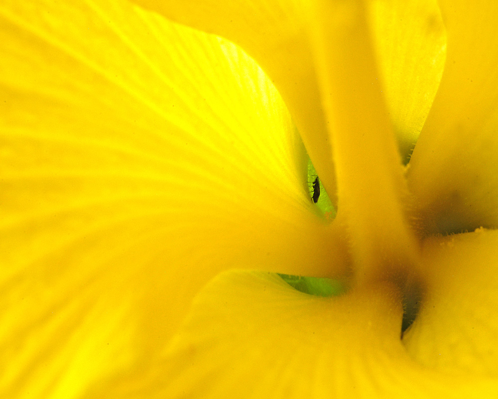 Fotografie von josephzl für DesignCrowd (Community Contests) | Design #9082765