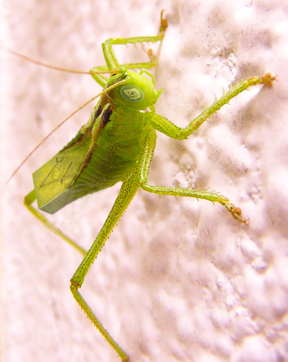 Photoshop Design by sethness for DesignCrowd (Community Contests) | Design #9085510