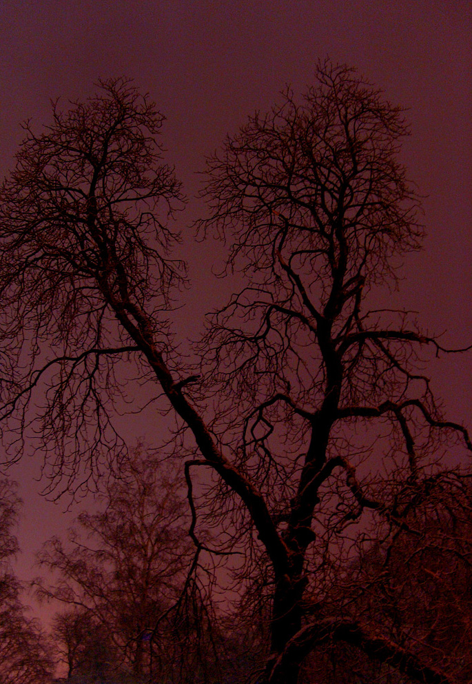 Fotografía por BattleAngelAlita para DesignCrowd (Community Contests) | Diseño #9078504