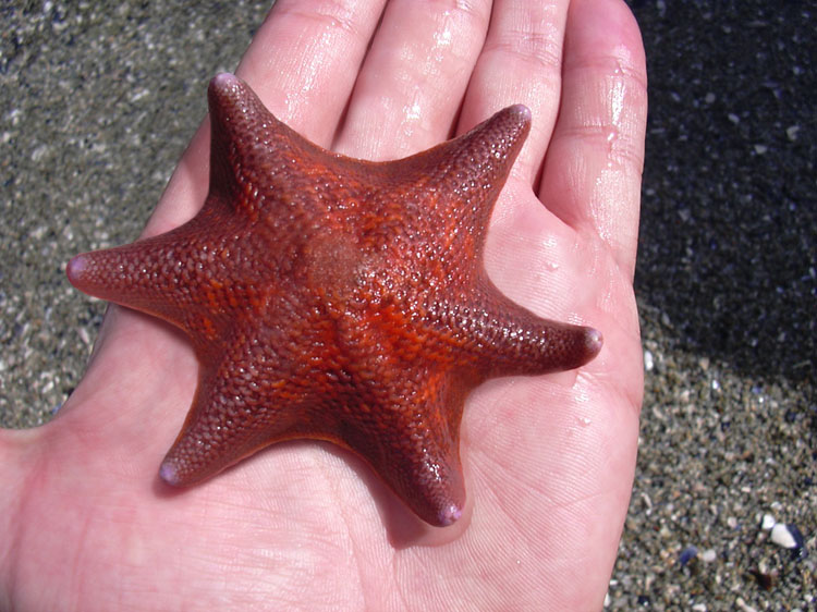 Photoshop-Design von godzillatemple für DesignCrowd (Community Contests) | Design #9078896