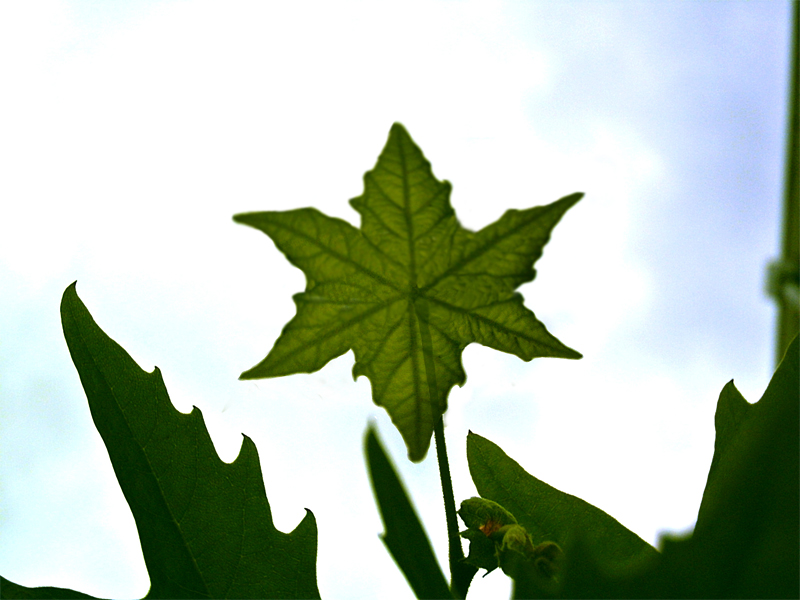 Photoshop Design by fromthemill for DesignCrowd (Community Contests) | Design #9078903