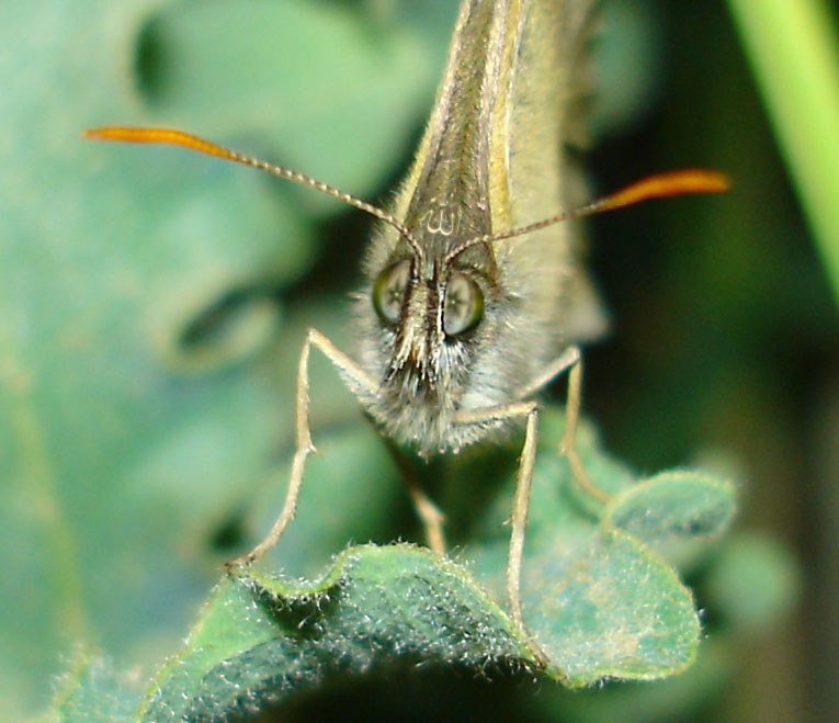 Photoshop Design by sorryimlefthand for DesignCrowd (Community Contests) | Design #9079088