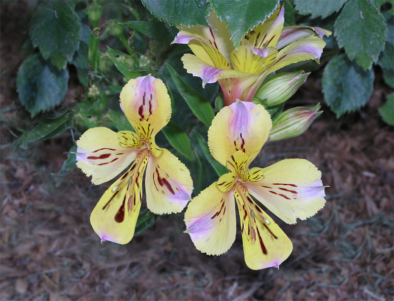 Photoshop Design by DougHall for DesignCrowd (Community Contests) | Design #9078971