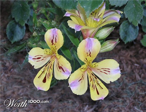 Photoshop Design by DougHall