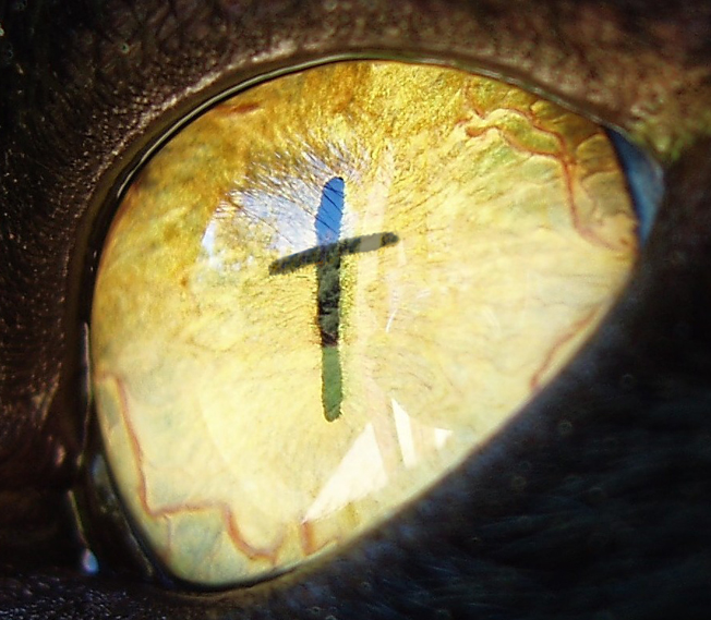 Photoshop Design by Dziedzic for DesignCrowd (Community Contests) | Design #9078968