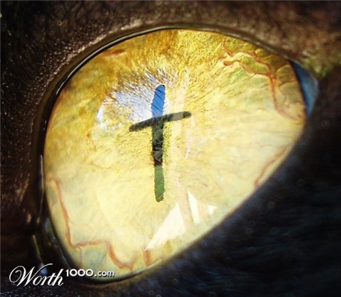 Photoshop Design by Dziedzic