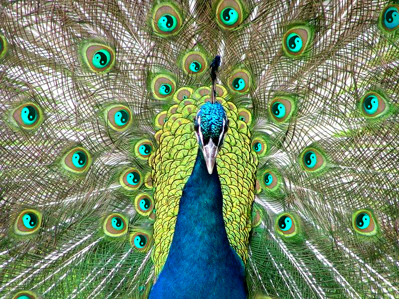 Design Photoshop par eduj65 pour DesignCrowd (Community Contests) | Design #9078979