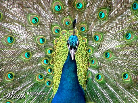 Photoshop Design by eduj65