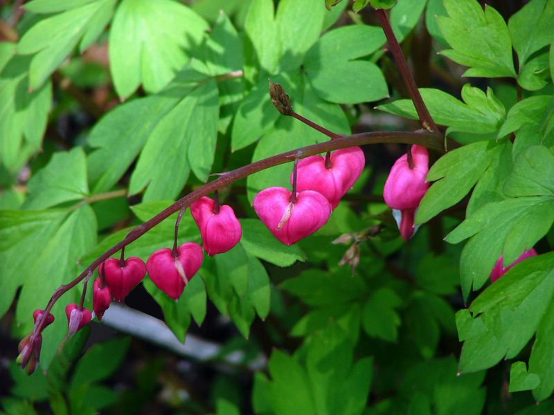 Photoshop Design by redmelons for DesignCrowd (Community Contests) | Design #9079112