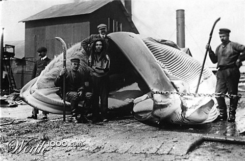 Photoshop Design by PulsisX