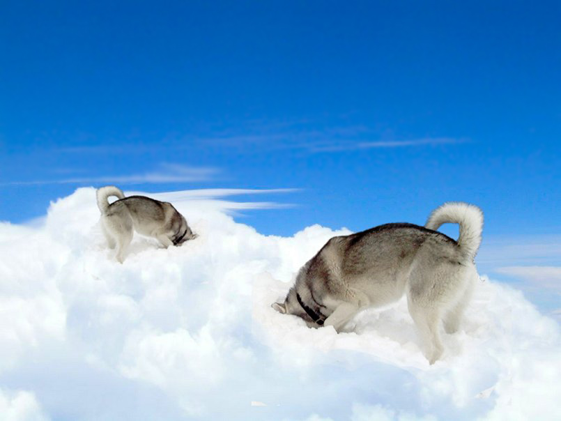 Diseño de Photoshop por Koosricardo para DesignCrowd (Community Contests) | Diseño #9084986