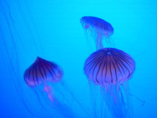 Photoshop Design by smilingface for DesignCrowd (Community Contests) | Design #9079058