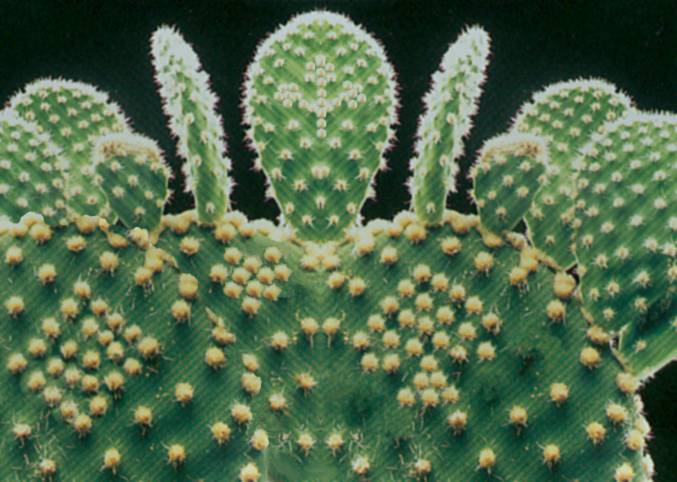 Diseño de Photoshop por vampireflamingo para DesignCrowd (Community Contests) | Diseño #9079212