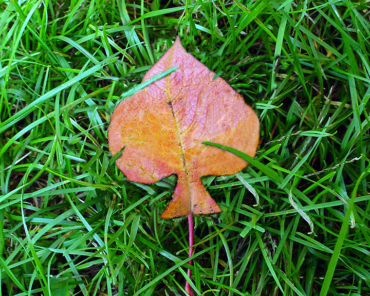 Design Photoshop par schnipper pour DesignCrowd (Community Contests) | Design #9079206