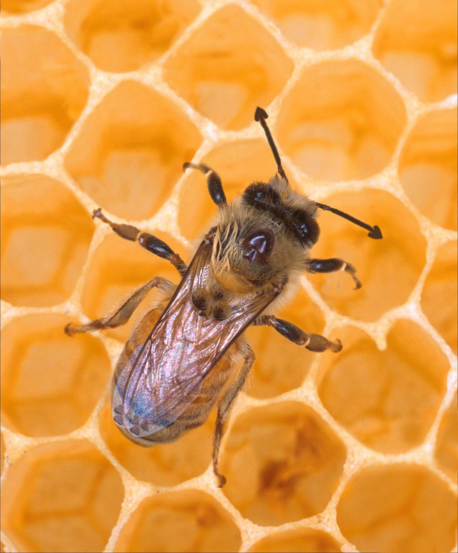 Photoshop-Design von dravas76 für DesignCrowd (Community Contests) | Design #9079228