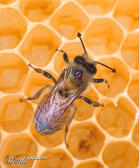 Photoshop Design by dravas76