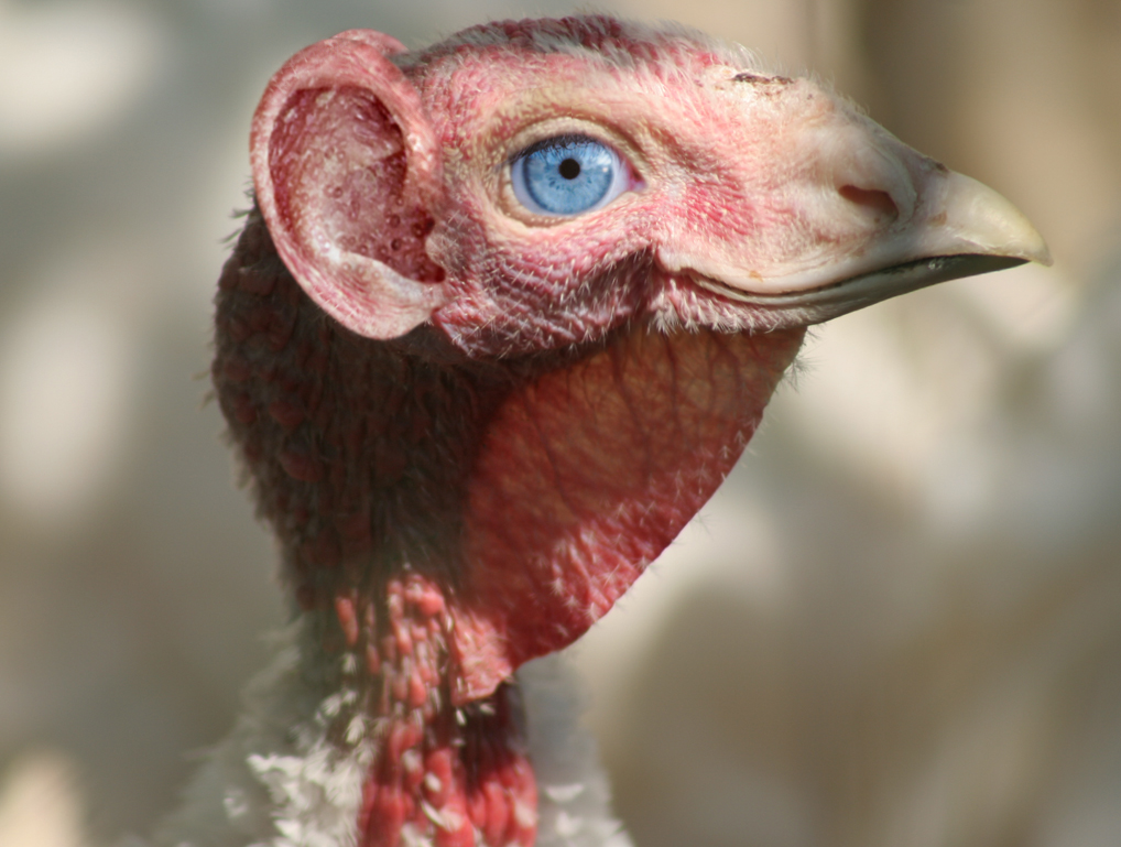 Diseño de Photoshop por TIOCHICO para DesignCrowd (Community Contests) | Diseño #9085290