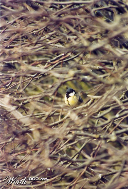 Photography by Cajenka