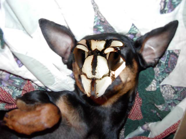 Photoshop Design by glanzone for DesignCrowd (Community Contests) | Design #9081824