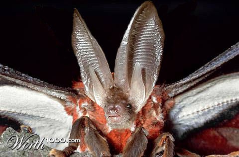 Photoshop Design by ladyboomerang